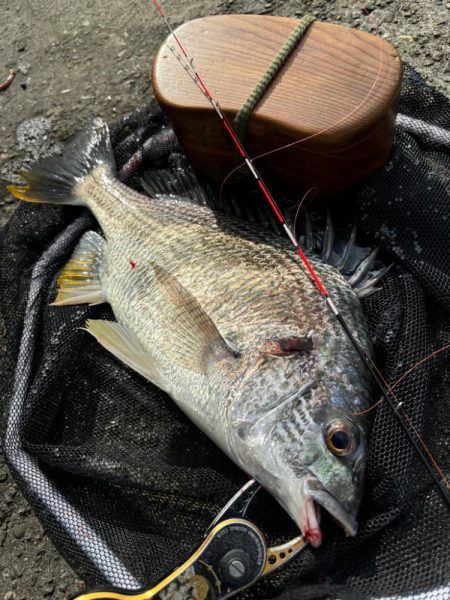 ヘチってきました