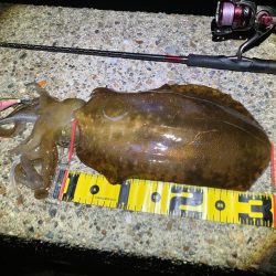 今季4杯目のアオリ🦑＼(^-^)／