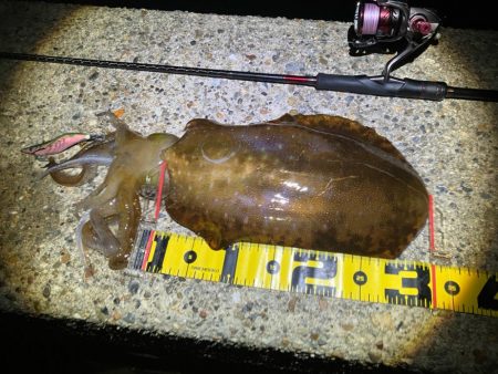 今季4杯目のアオリ🦑＼(^…