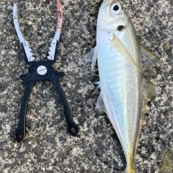 自作の仕掛けで(*’ω’*)