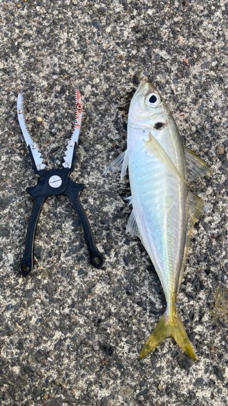 自作の仕掛けで(*’ω’*)