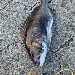 ショアレッドとクロダイ