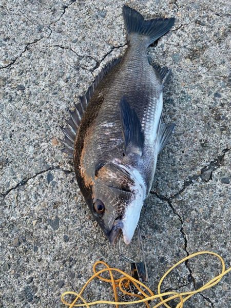 ショアレッドとクロダイ