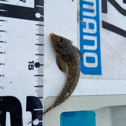 シロギスタの即日リベンジ