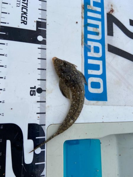 シロギスタの即日リベンジ