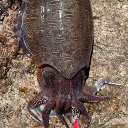 潮目でキャッチ〜