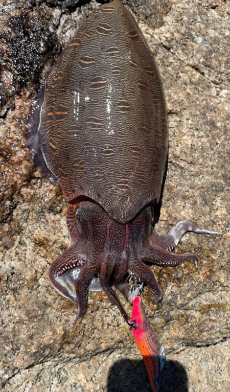 潮目でキャッチ〜