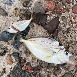 シロギスタのデジャヴ