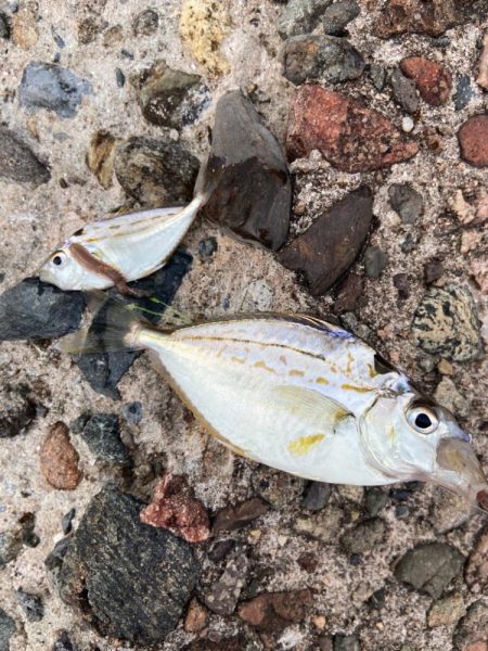 シロギスタのデジャヴ