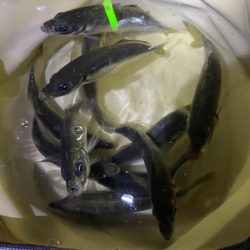 安定して釣れてました