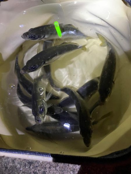 安定して釣れてました