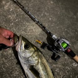 ベイトタックルでシーバスと遊んでみた！