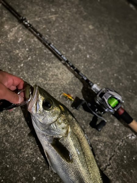 ベイトタックルでシーバスと遊んでみた！