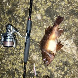 やっとまともに釣れた