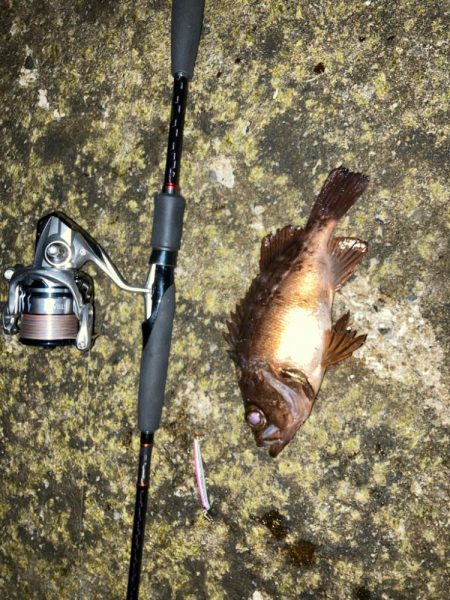 やっとまともに釣れた