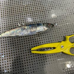 イカメタルシーズン⁉︎