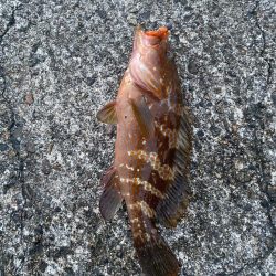 尺に届かずキジハタ