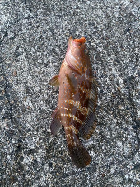 尺に届かずキジハタ