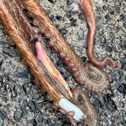 雨上がりのエギング