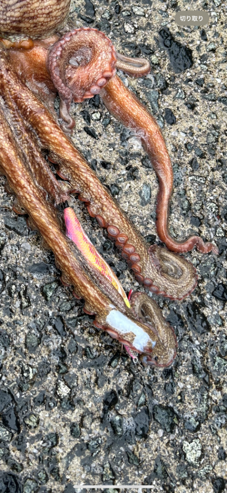 雨上がりのエギング