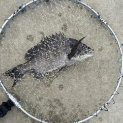 暴風のチヌ釣り