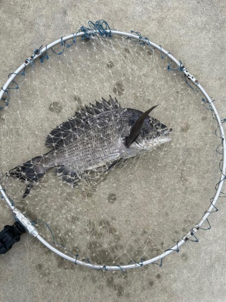 暴風のチヌ釣り