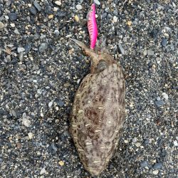 初めてのイカ!!