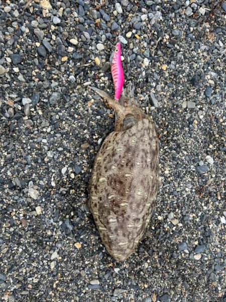 初めてのイカ!!