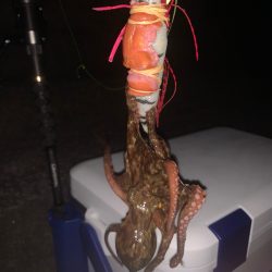 どうなってるの？