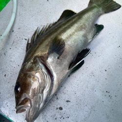 銚子ヒラメ解禁日、イワシ泳がせ五目