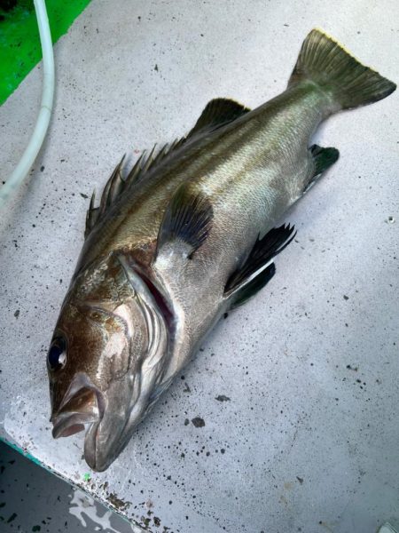 銚子ヒラメ解禁日、イワシ泳がせ五目