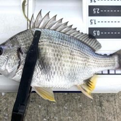 キビレの活性MAX‼️