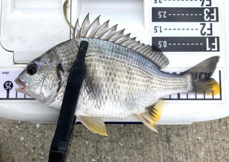 キビレの活性MAX‼️