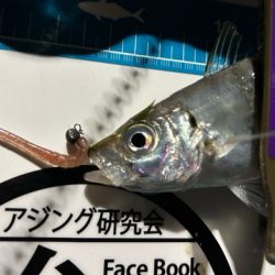 湾奥調査続行中