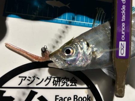 湾奥調査続行中