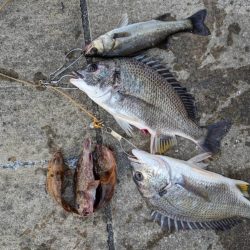 雨の降る前にチニング好調