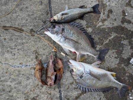 雨の降る前にチニング好調