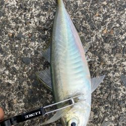 雨の中で入れ食いday *\(^o^)/*