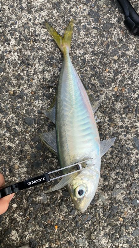 雨の中で入れ食いday *\(^o^)/*