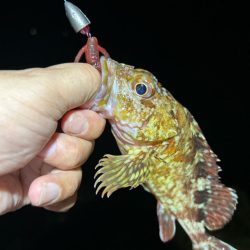 ロックフィッシング