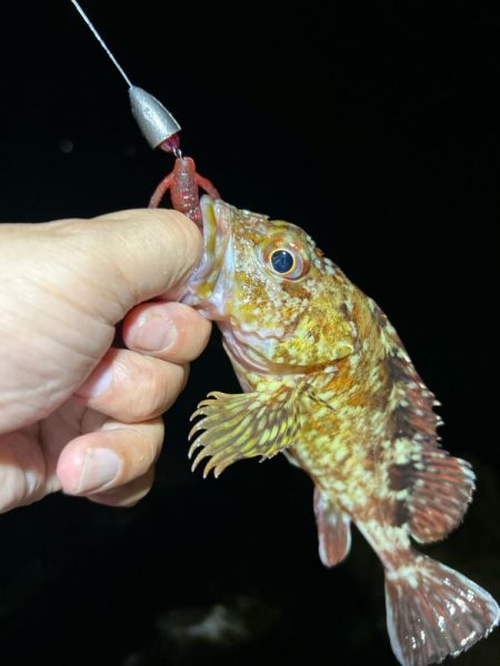 ロックフィッシング