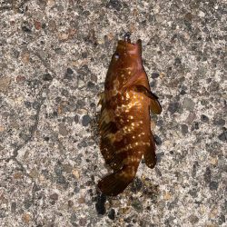 キジハタ好調中