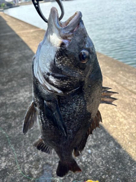 ヘチってきました