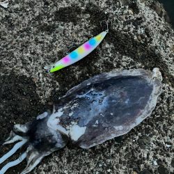 こんな所で甲イカ⁉︎