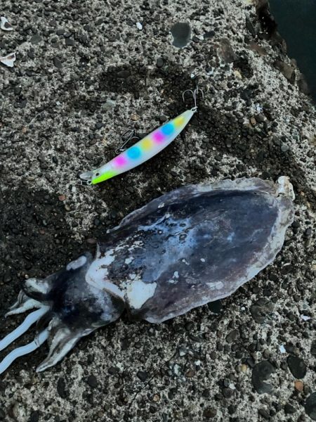 こんな所で甲イカ⁉︎