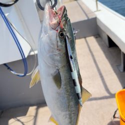 ハマチ/ジギング