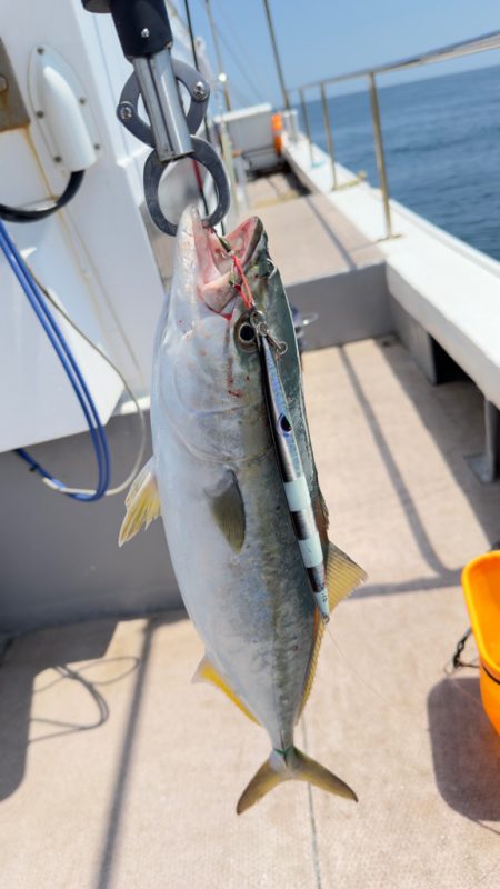 ハマチ/ジギング