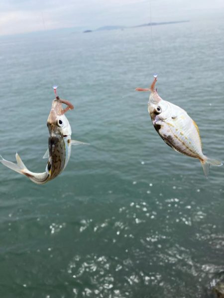 シロギス釣行！