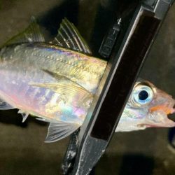 中アジ探しに！