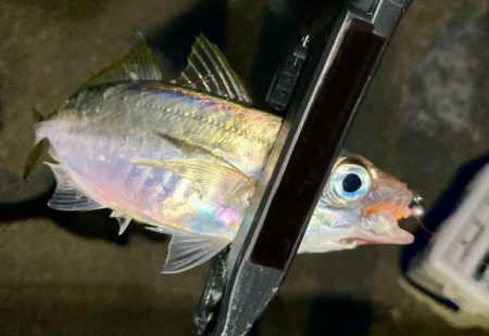 中アジ探しに！